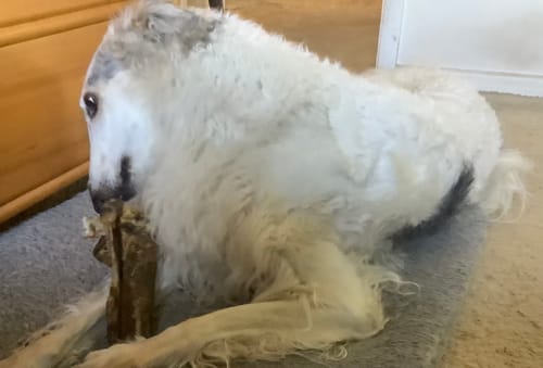 Customer photo review of Large Ostrich Cane (11.5" x 5"): The Ultimate Long-Lasting Chew for Medium, Large & XL Dogs