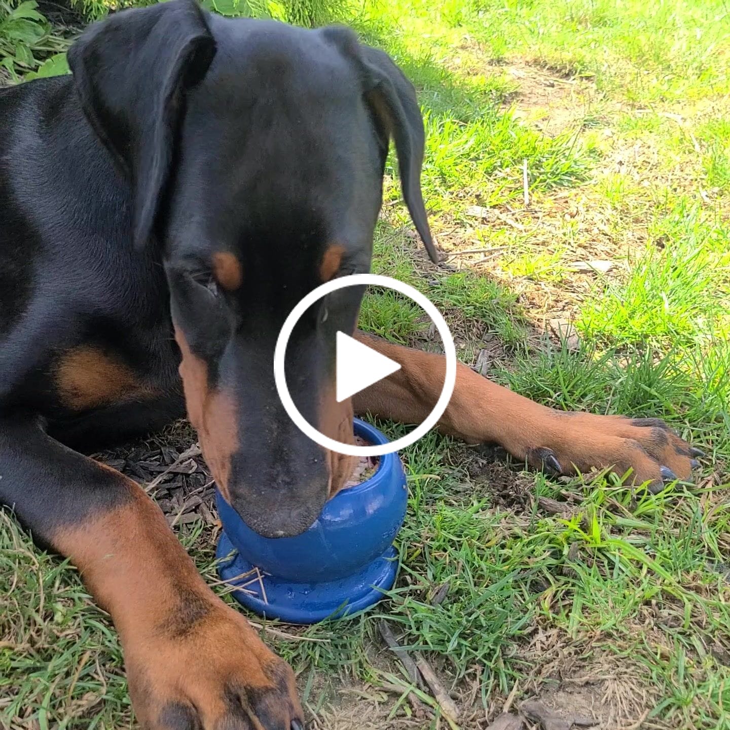 Customer video review of Freezbox - Super Tough Treat Toy