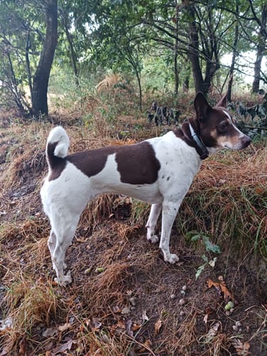 Customer photo review of Grain Free Cordero