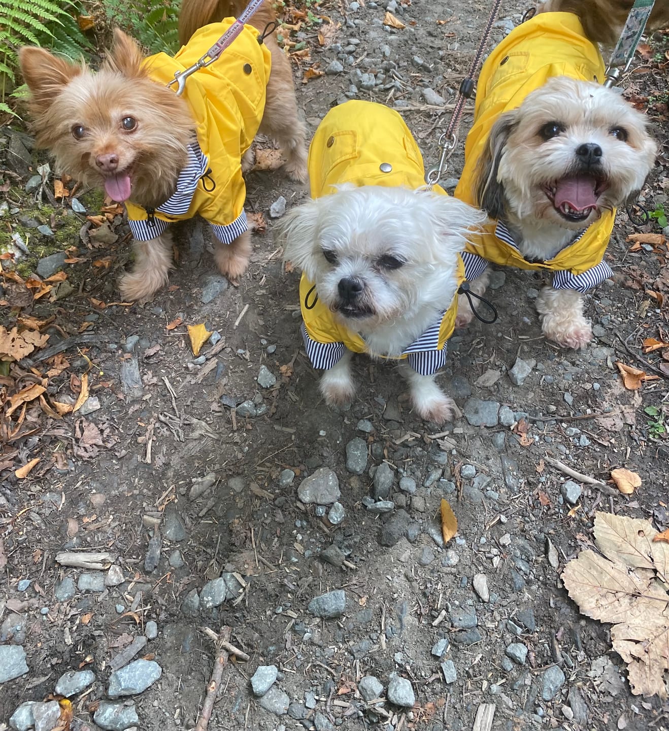 Customer photo review of Stylish Waterproof Dog Raincoat