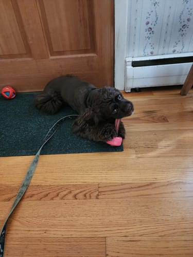 Customer photo review of 12 Inch Jumbo Bully Stick