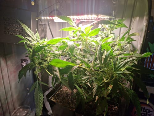 Customer photo review of Hanfstecklinge | Agent Orange