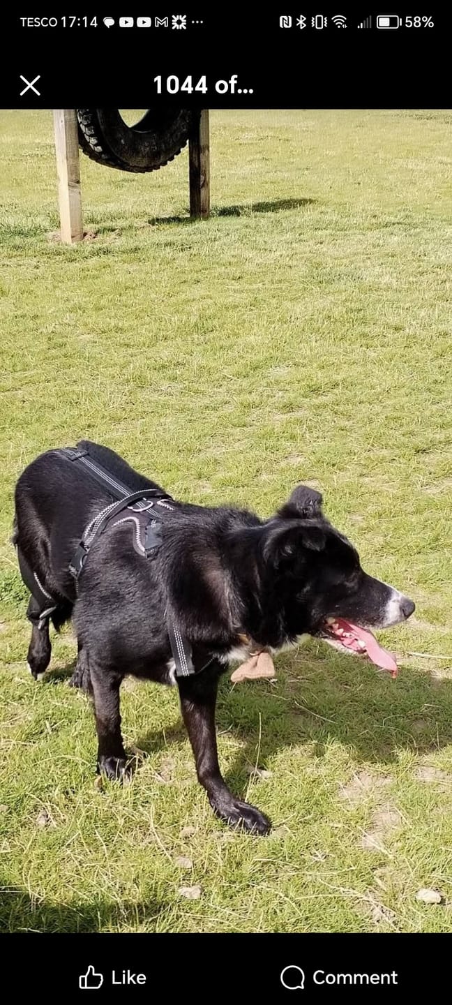 Customer photo review of Original Beef - Adult Dry Dog Food 3Kg