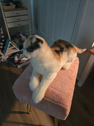Custom Petslify plush reviewed by Heather F., handmade replica of their cat