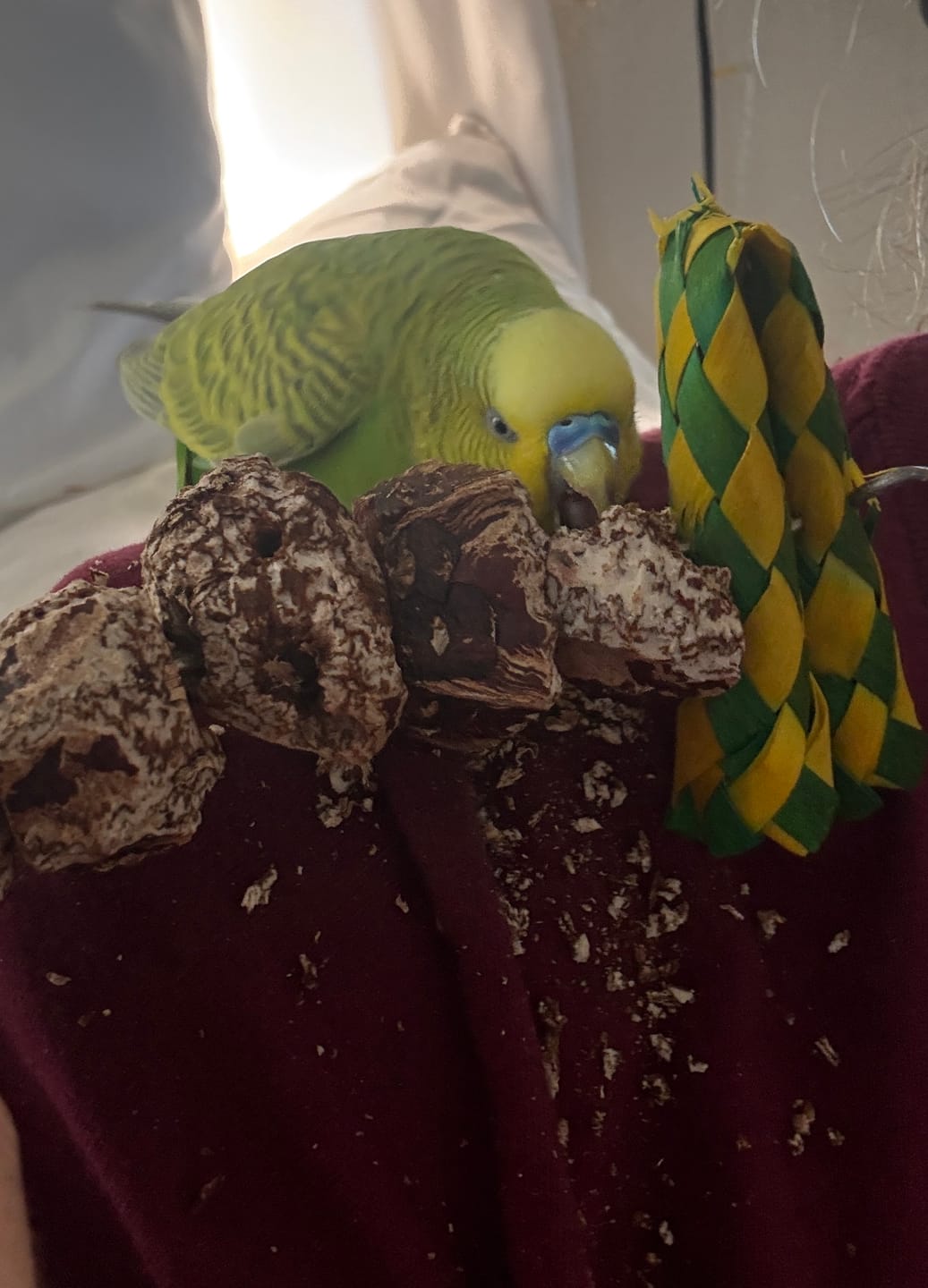 Customer photo review of Yucca & Mahogany Pod Stack - by Cheep Thrills Bird Toys