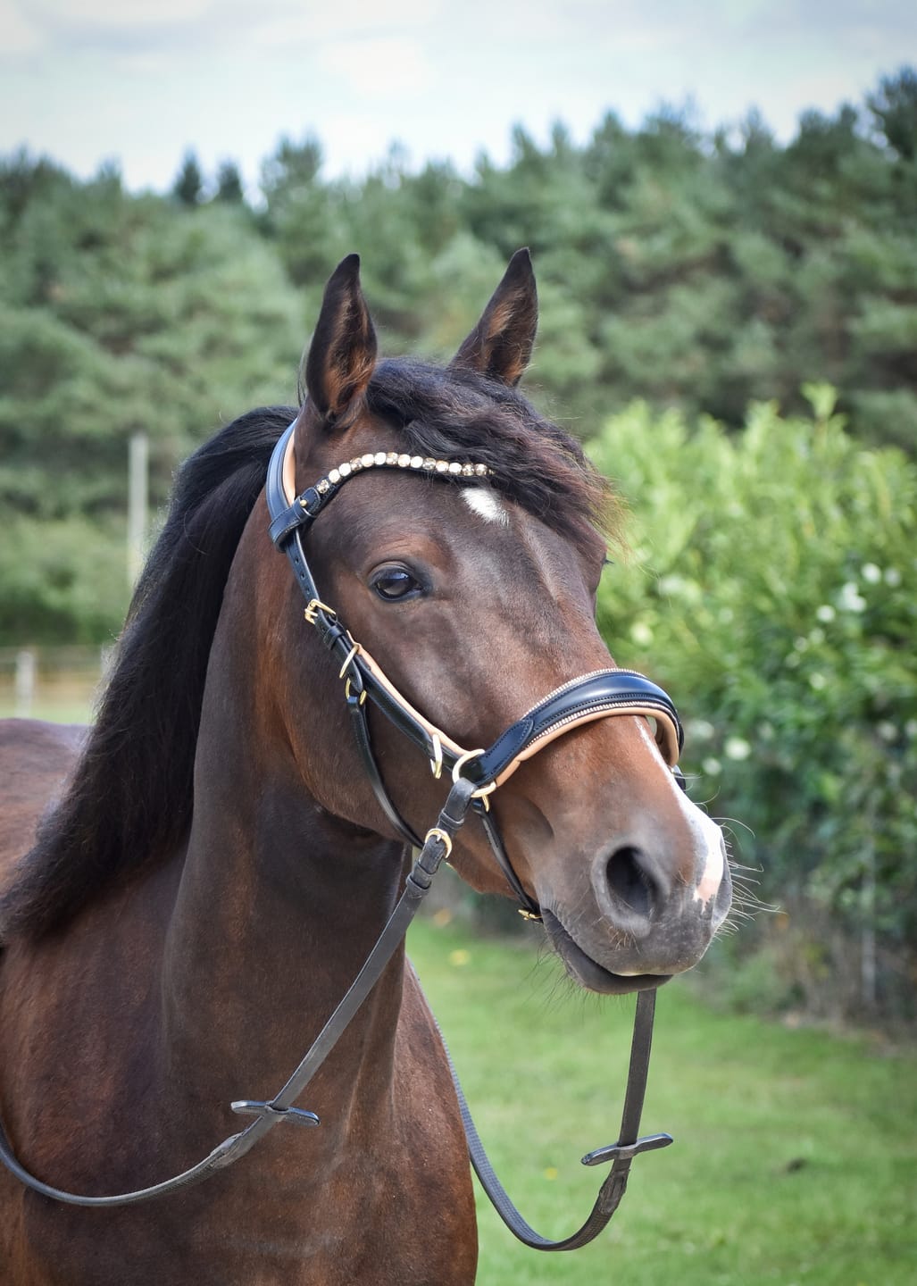 Customer photo review of Spiritandhiscrew X MASEGO bit to bitless Multi bridle