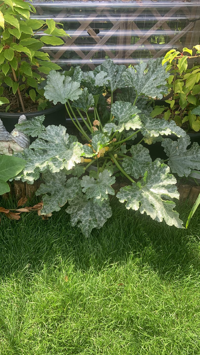 Customer photo review of Saatgut-Abobox 'Gartengemüse'