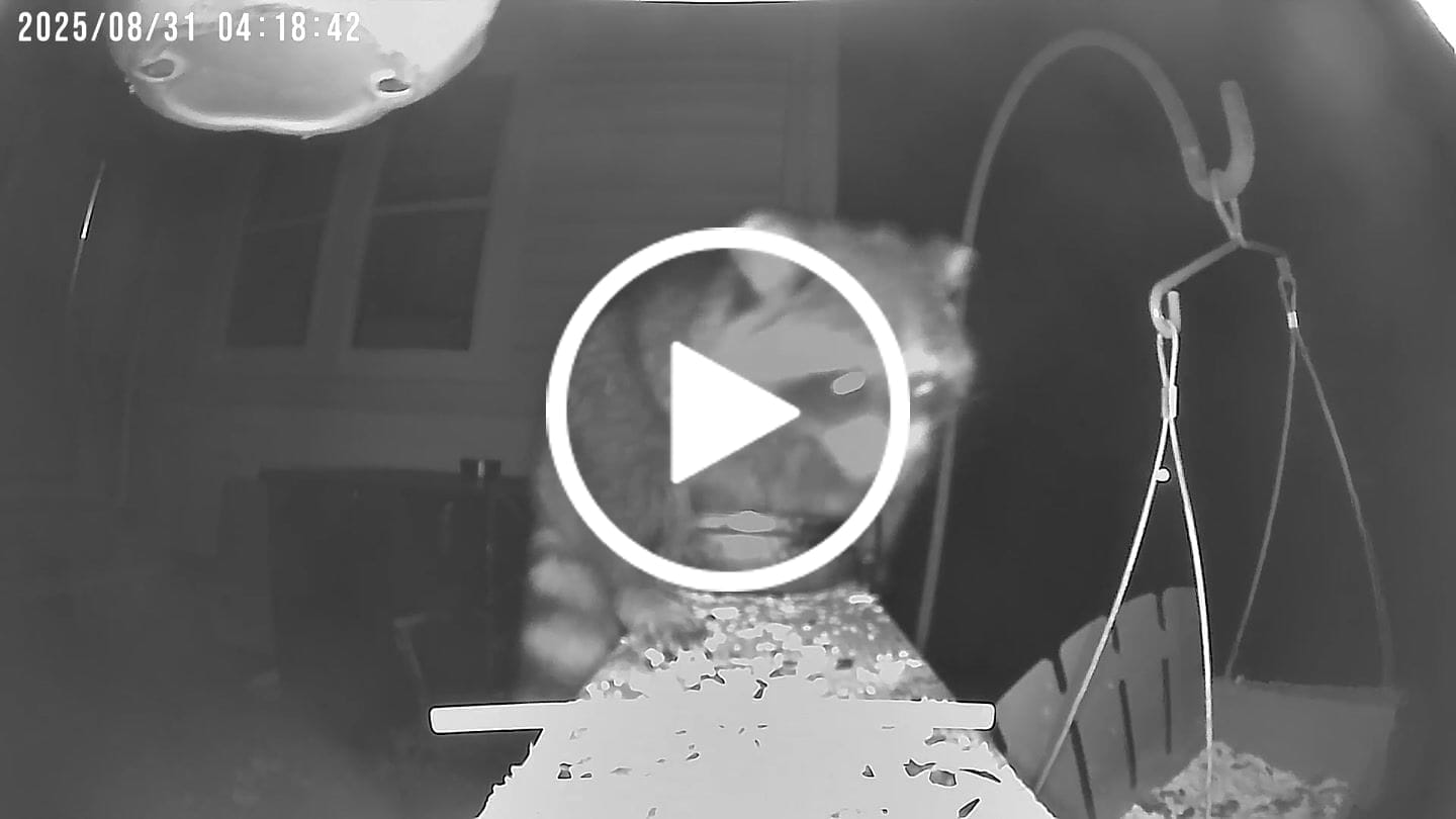 Customer video review of Birdfy Feeder with Solar Panel - Solar-Powered Smart Bird Feeder with Camera
