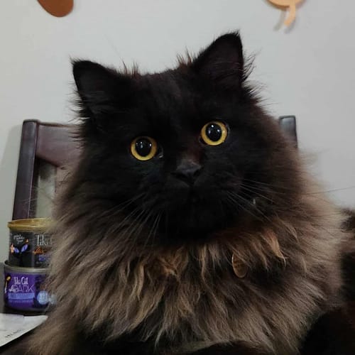 Customer photo review of Cookable Single Proteins