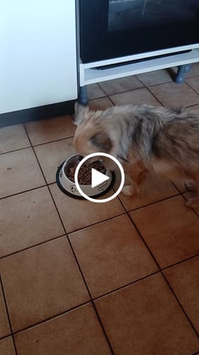 Customer video review of Frischfutter für Energiebedarf von 276 kCal/Tag