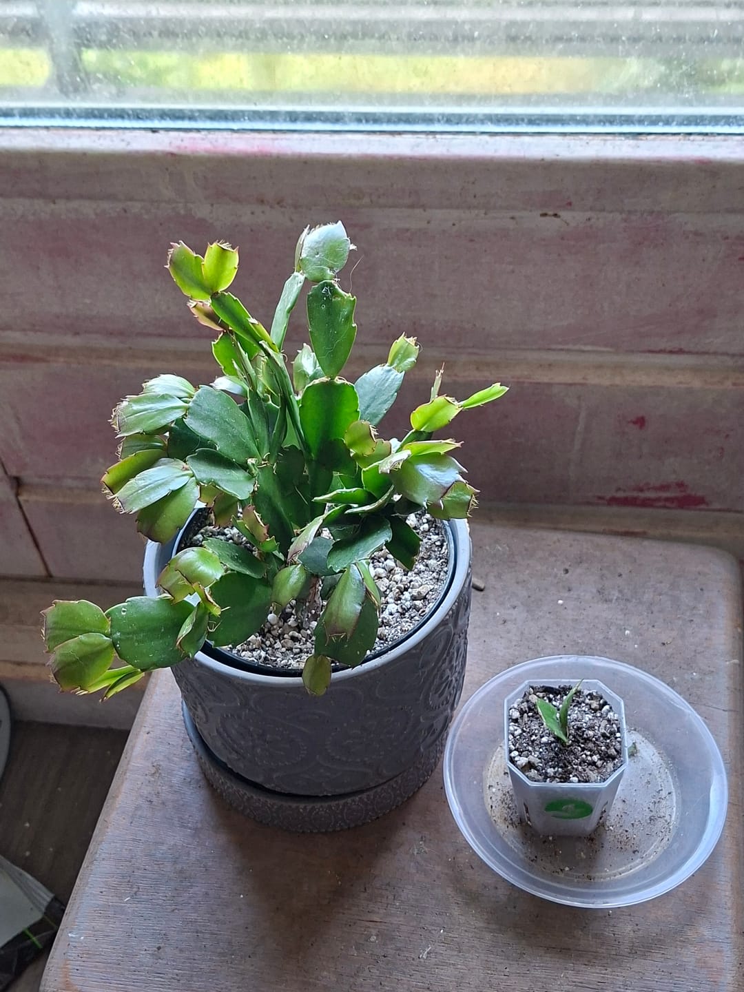 Customer photo review of Cacti & Succulent Mix