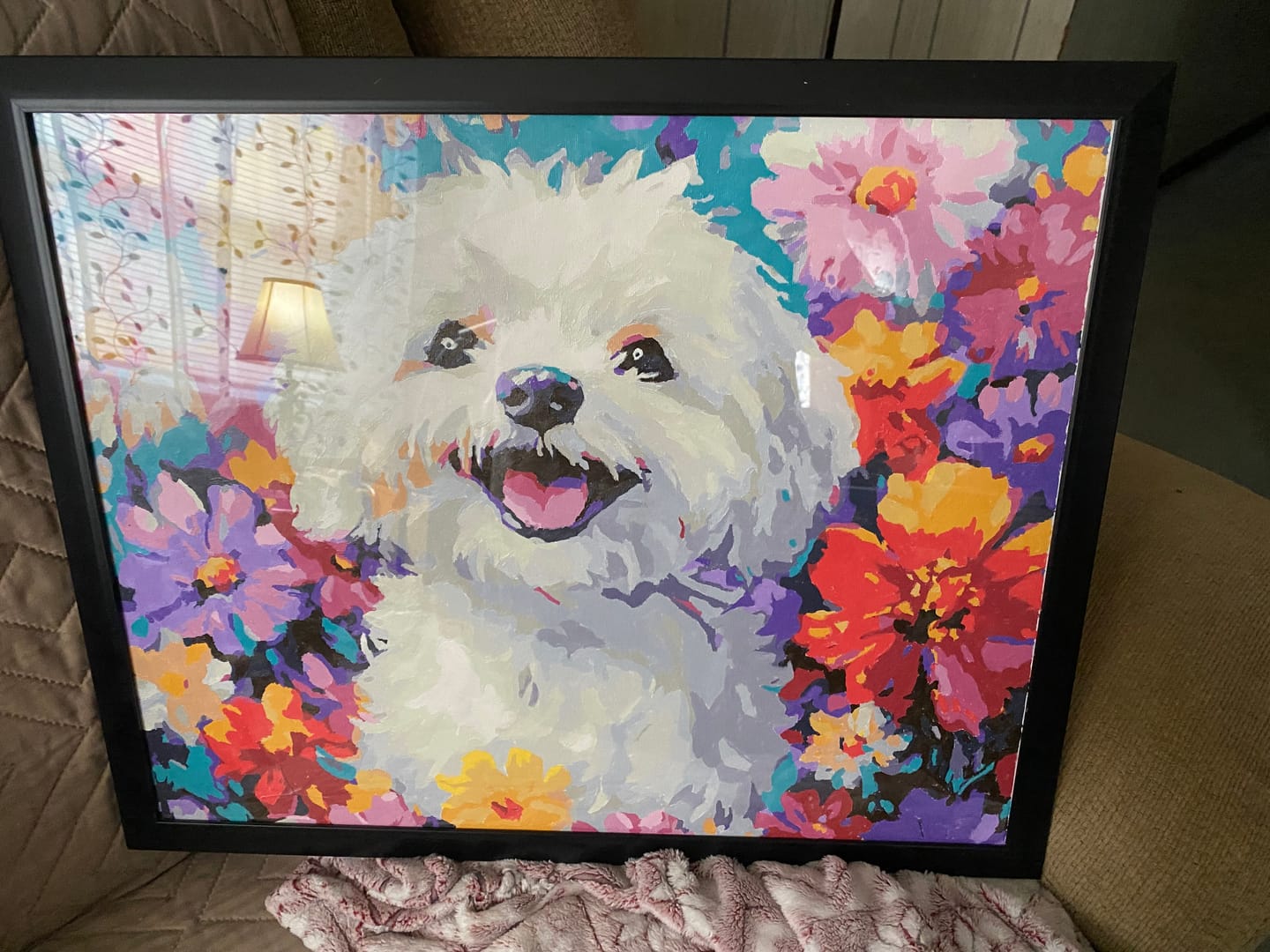Customer photo review of Bichon Frise
