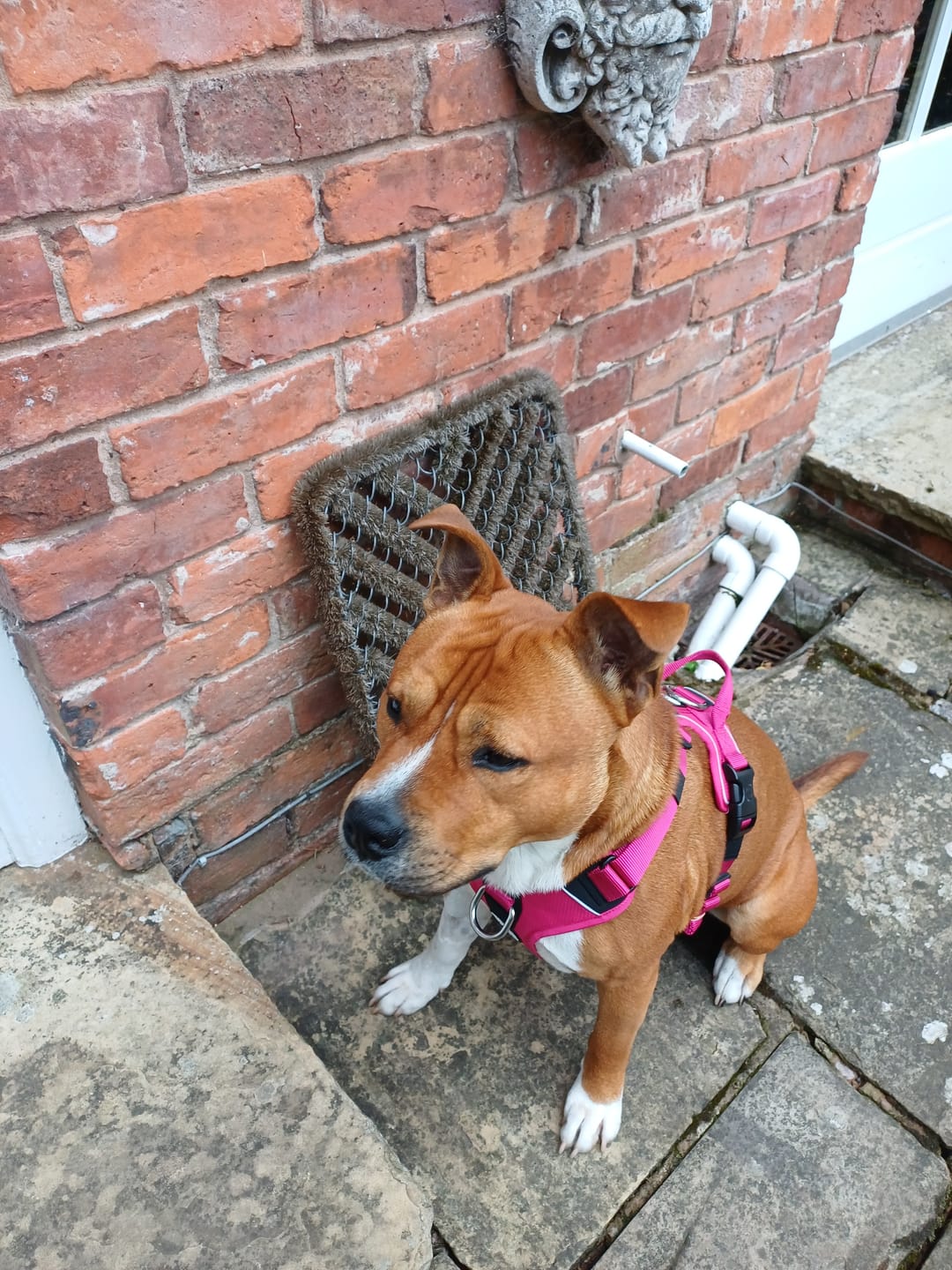 Customer photo review of Anti Pull Hurricane Harness - With Handle - Carminerose