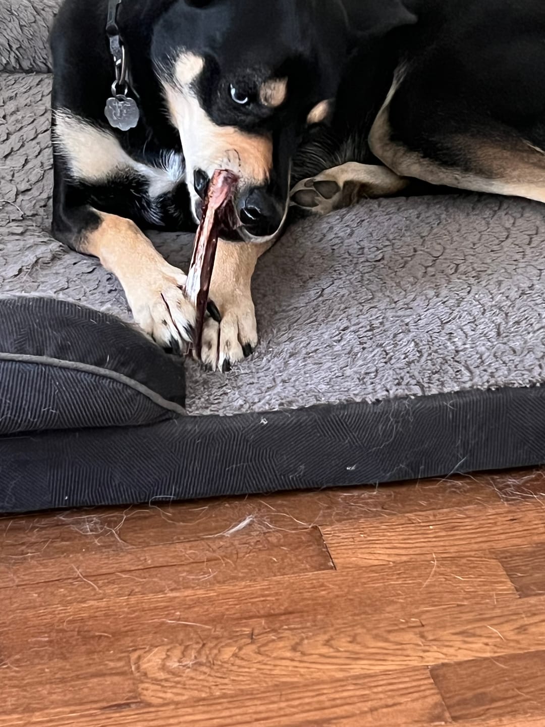 Customer photo review of 4-6 Inch Beef Tendon Dog Chews