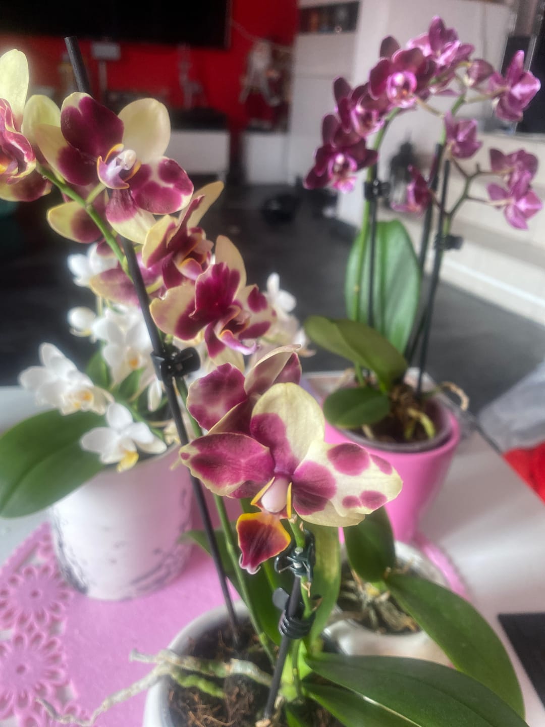 Customer photo review of Pelorische Orchidee Table Dance Chamonix mit weinroten Blüten und 2+ Rispen