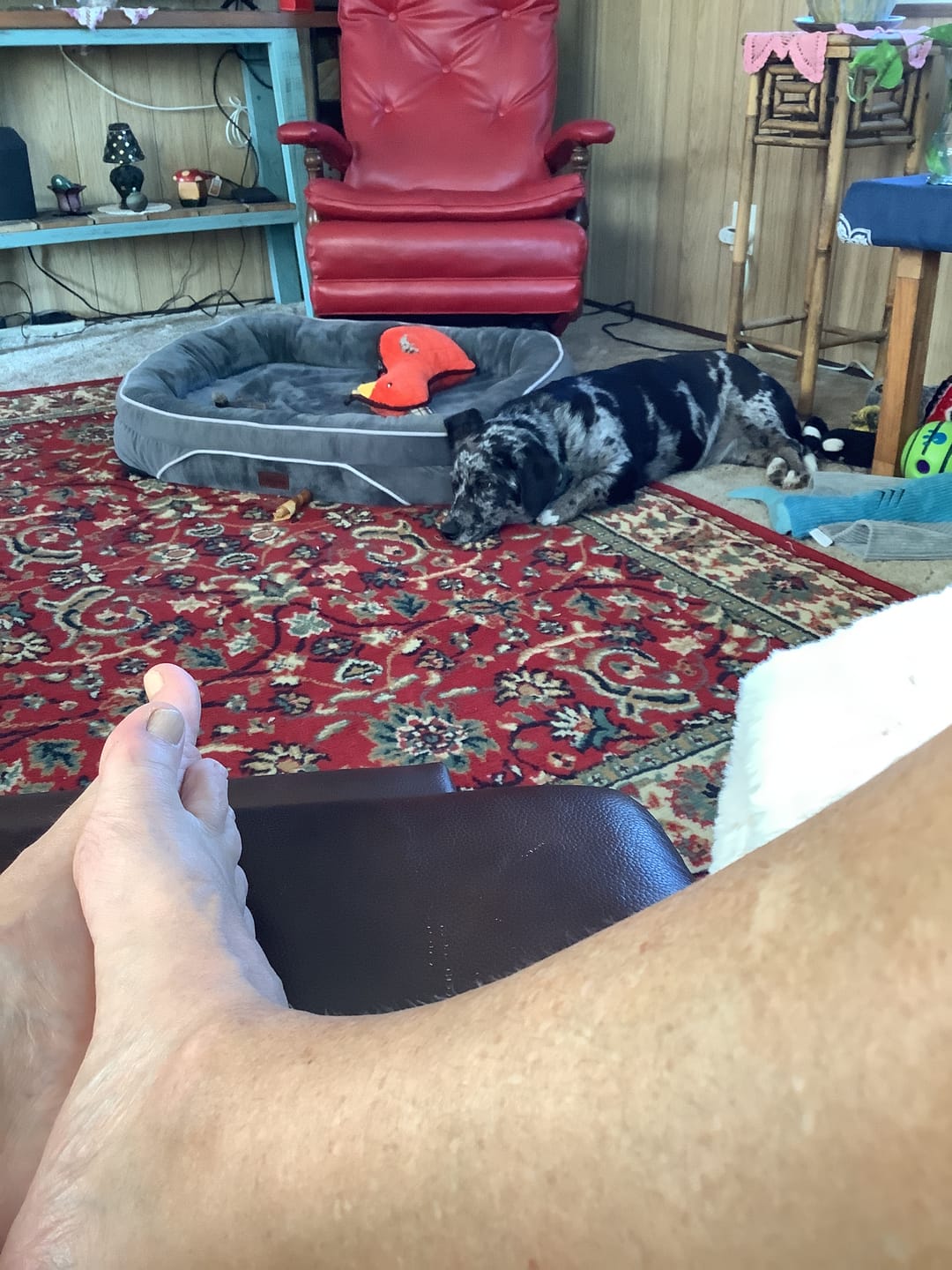 Customer photo review of 10-12 Inch Bully Springs