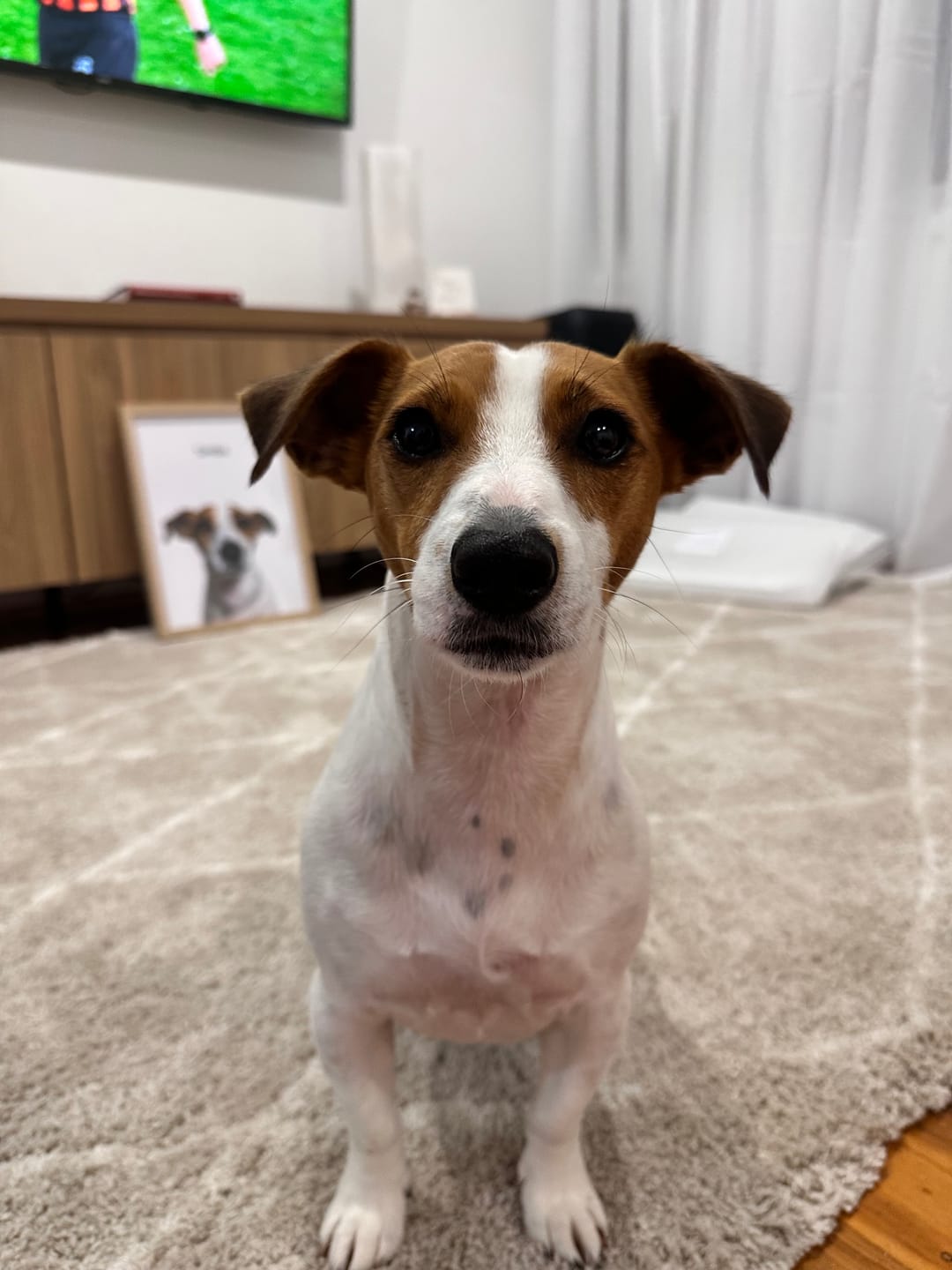 Customer photo review of 1 Pet