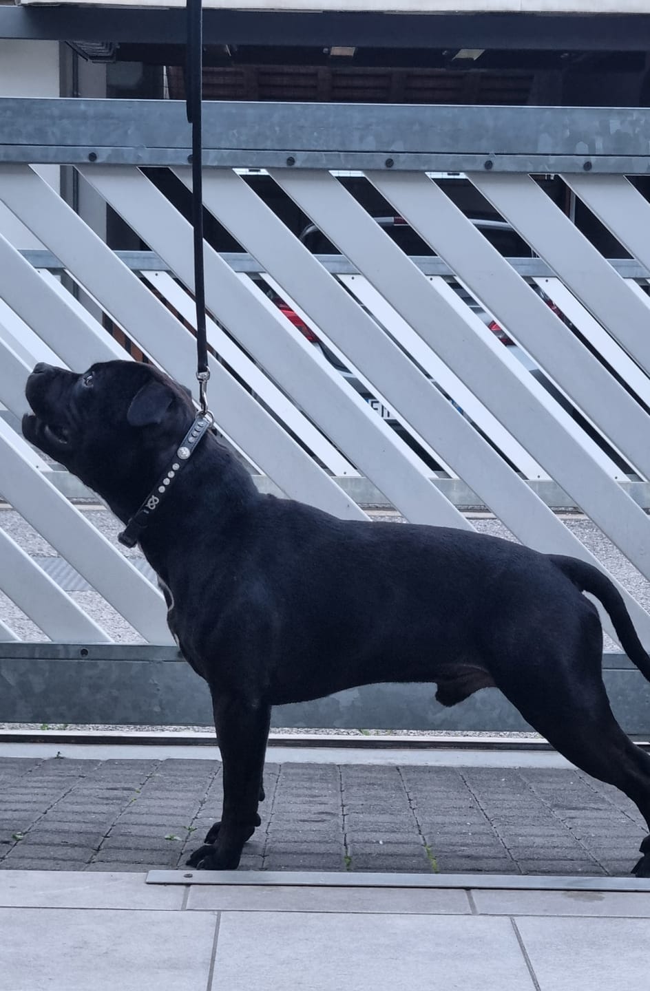 Customer photo review of Staffordshire Bull Terrier 1935® Show Collar & Leash Set - Kåla's Black Diamond Edition - Black & Silver
