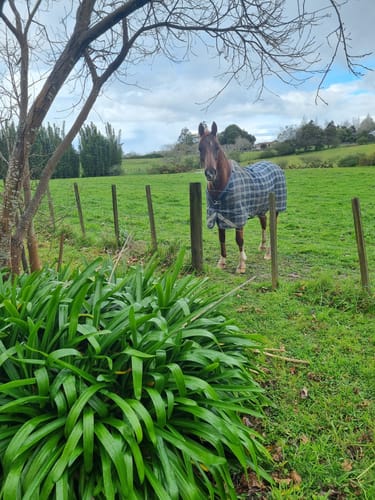 Customer photo review of Rhino Plus Turnout 0g