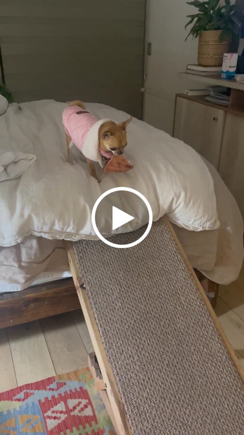 Customer video review of Oreja de cerdo