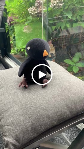 Customer video review of PIERRE, LE MERLE