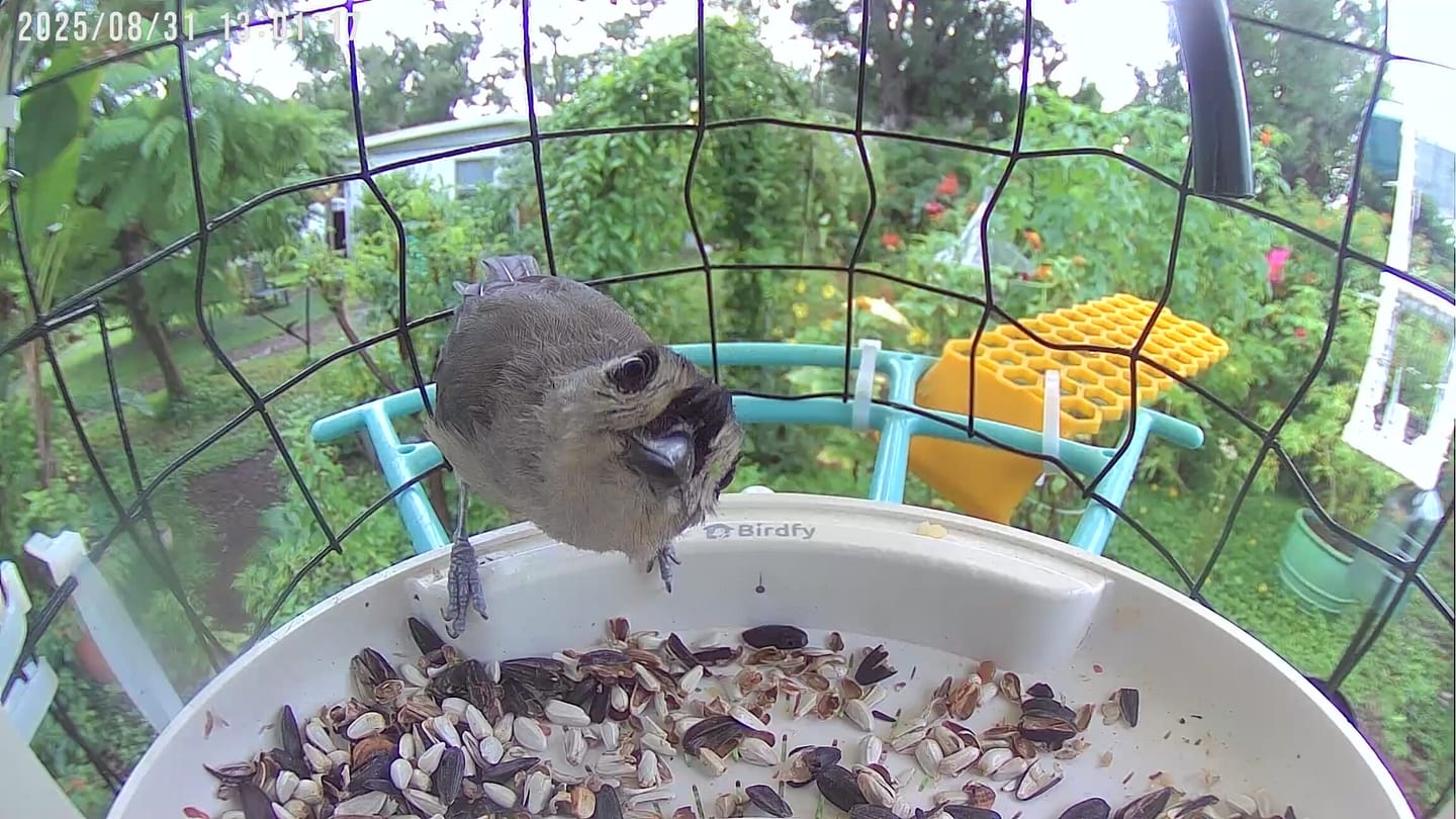 Customer photo review of Birdfy Feeder with Solar Panel - Solar-Powered Smart Bird Feeder with Camera