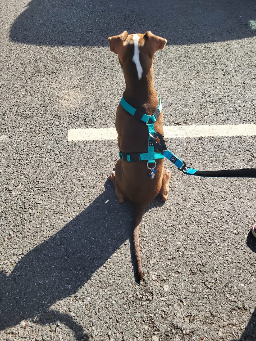 Customer photo review of Training Anti Pull TRI-Harness® | M-XL Breeds - Light Blue