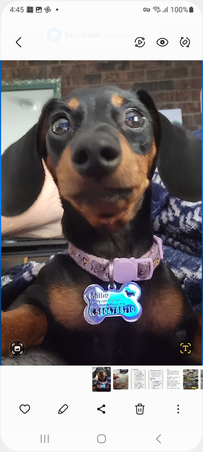 Customer photo review of Hollow-carved Dog ID Tags
