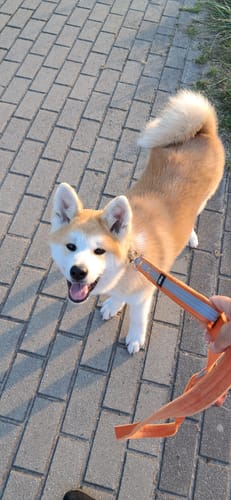 Customer photo review of Smycz z odblaskiem - Guard Leash Safe Pomarańczowa