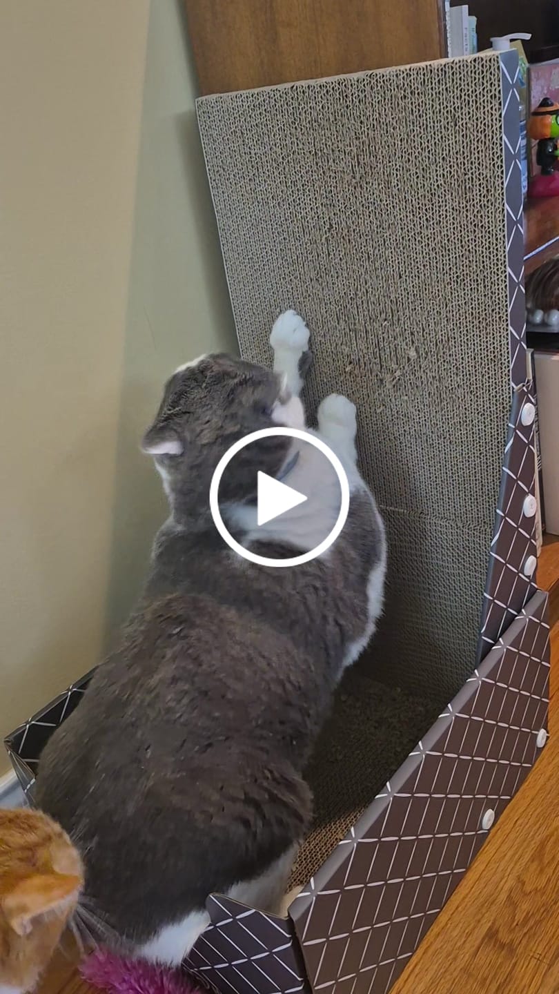 Customer video review of 26" L Shaped Cat Scratcher Box and Cat Bed with Double-Sided Cardboard Cat Scratch Pad