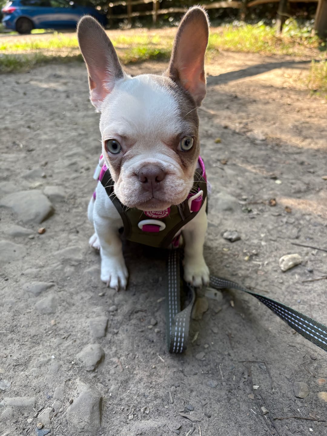 Customer photo review of Trail & Glow® Dog Lead 5ft - COLOUR DROPS® - Olive it Hot