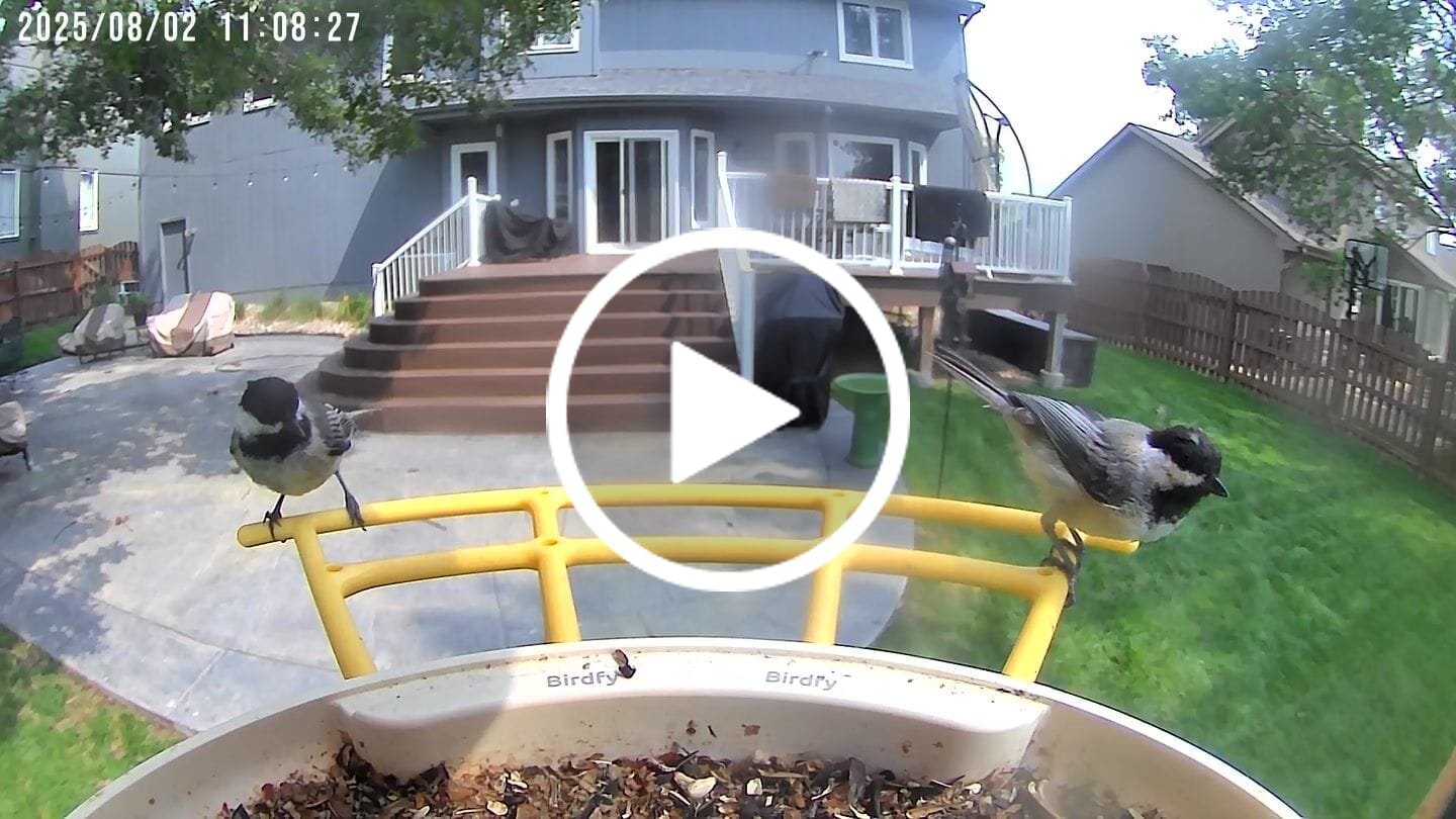 Customer video review of Birdfy Feeder with Solar Panel - Solar-Powered Smart Bird Feeder with Camera