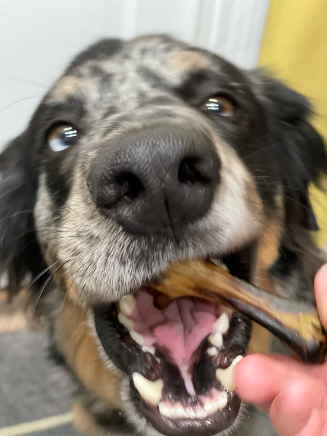 Customer photo review of Chicken Feet for Dogs