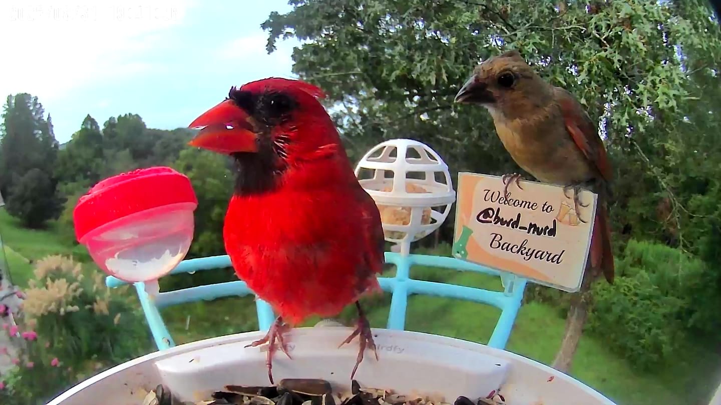 Customer photo review of Birdfy Feeder with Solar Panel - Solar-Powered Smart Bird Feeder with Camera
