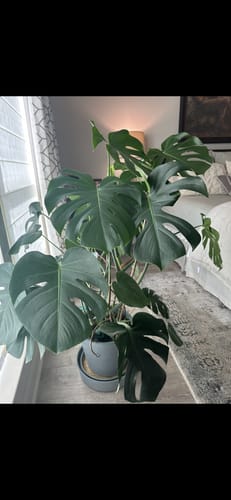 Customer photo review of Plant Food