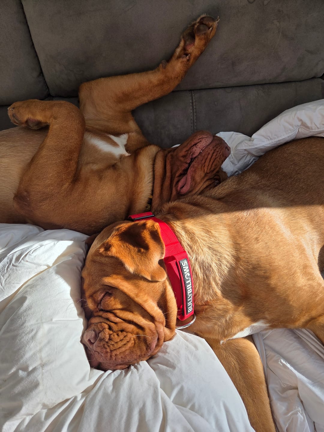 Customer photo review of 5cm Combat® Collar | With Handle & Secure Clip - Red
