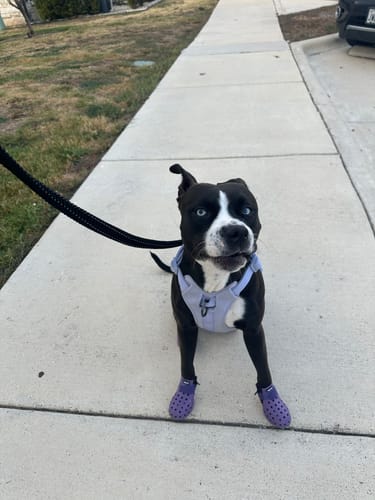 Customer photo review of WagWellies® Mojave