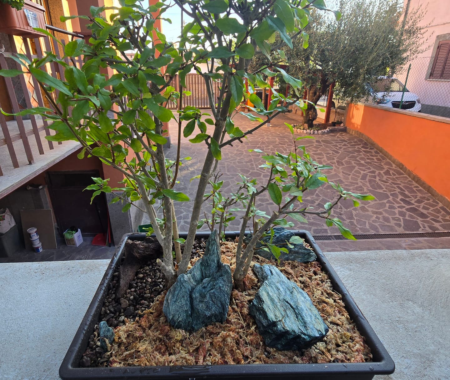 Customer photo review of VASI BONSAI PLASTICA RIGIDA PROFESSIONALI