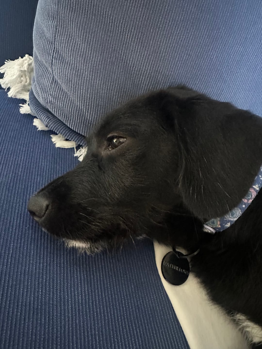 Customer photo review of Dog ID Tag - Black (With Gift Box)