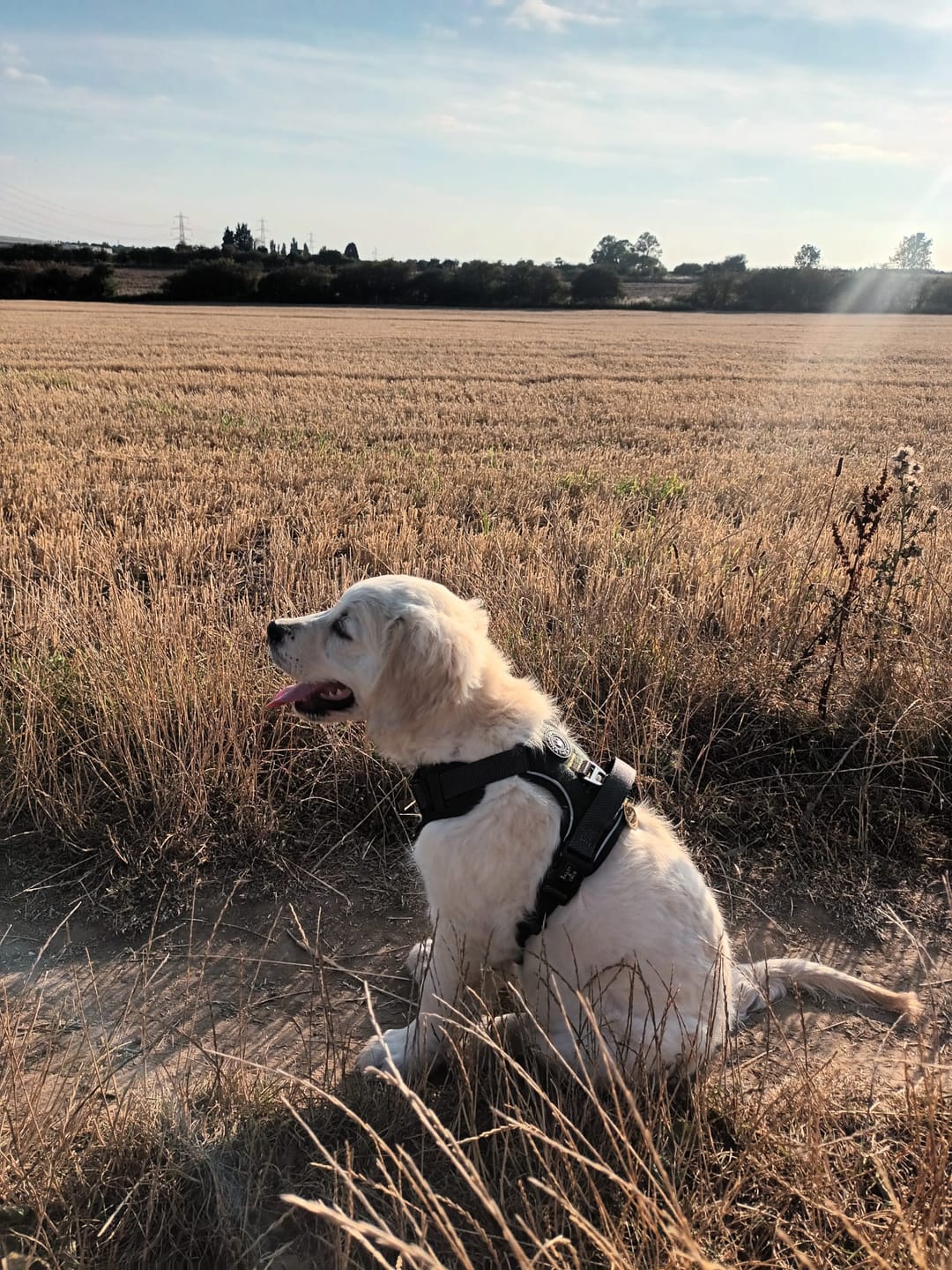 Customer photo review of Trail & Glow Tweed Dog Harness - Forest Tweed