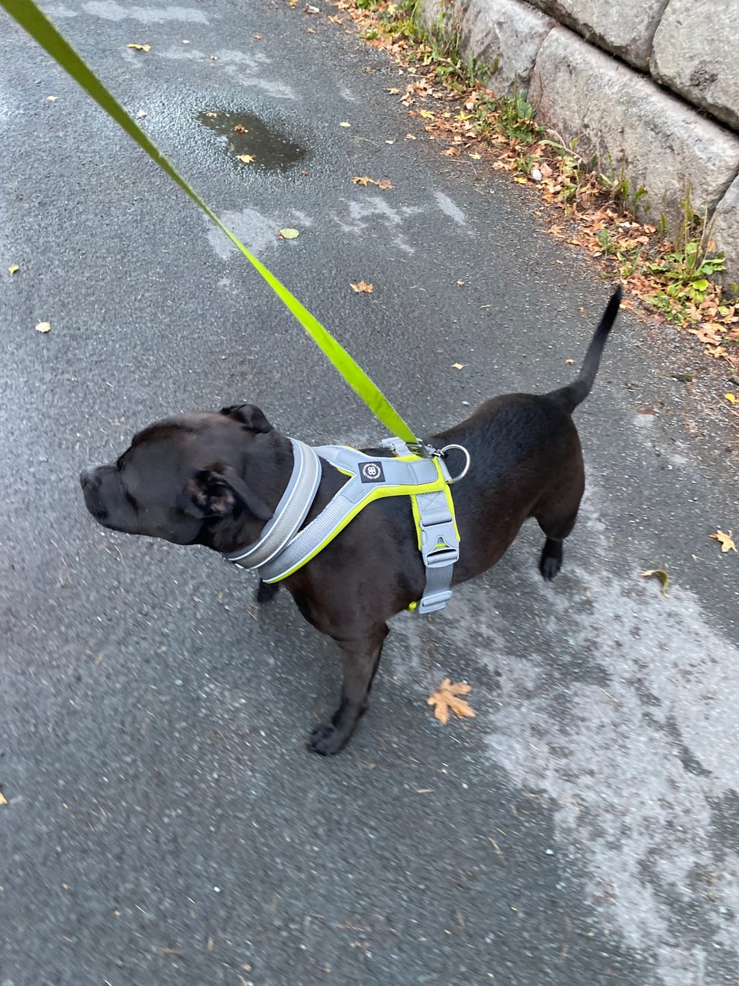 Customer photo review of Slip on Harness | Foam Padded - Metal Grey x Neon