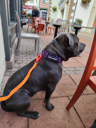 Customer photo review of ALL ACTION® Tactical Military Grade Dog Collar with Handle - 5cm