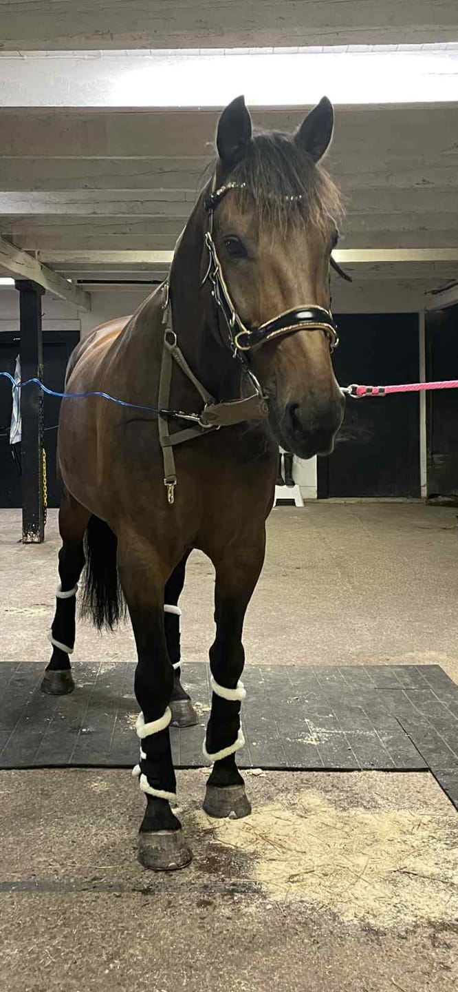 Customer photo review of Spiritandhiscrew X MASEGO bit to bitless Multi bridle