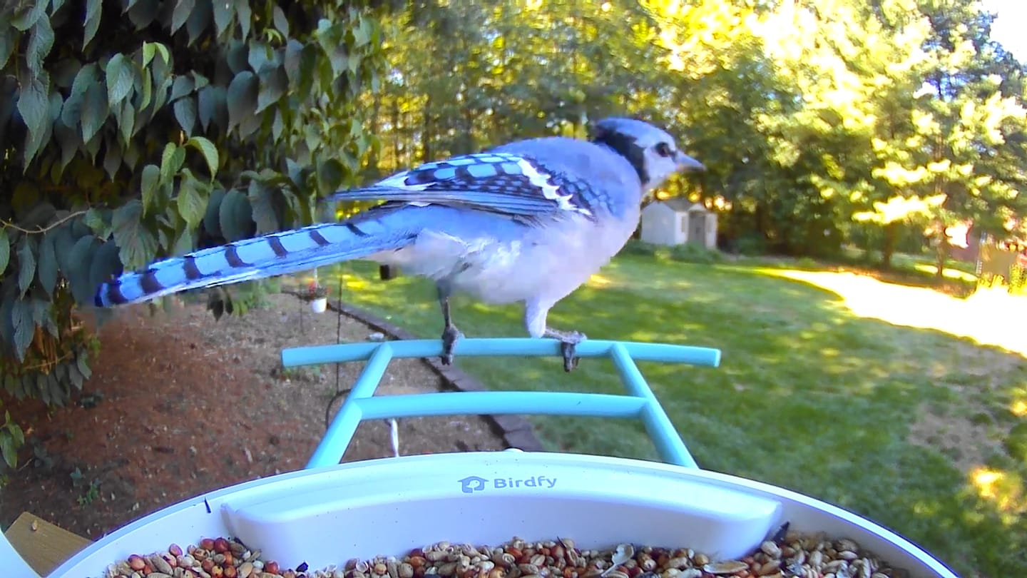 Customer photo review of Birdfy Feeder - AI-Powered Smart Bird Feeder with Camera