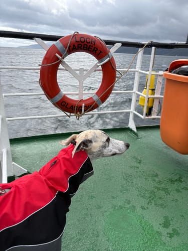 Customer photo review of Blaze - Summer/Winter Sighthound Coat with Harness Hole