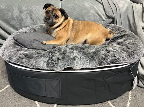 Amelia S. review of Medium Rebound Foam Mattress Dog Bed - Interior/Outdoor image 1 out of 1