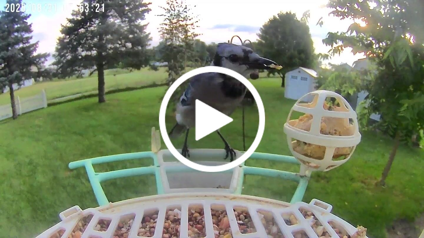 Customer video review of Birdfy Feeder with Solar Panel - Solar-Powered Smart Bird Feeder with Camera