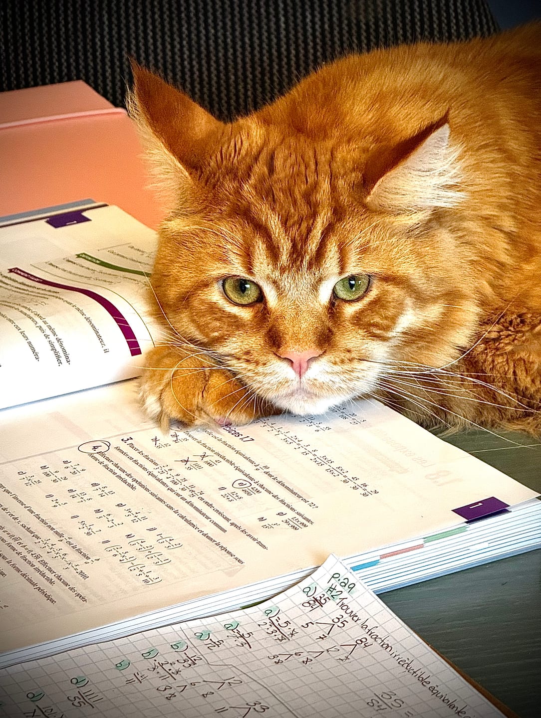 Customer photo review of Odour Buster - Litière pour chat