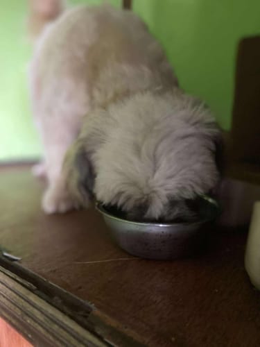 Customer photo review of BARF Chicken + Pork Mix