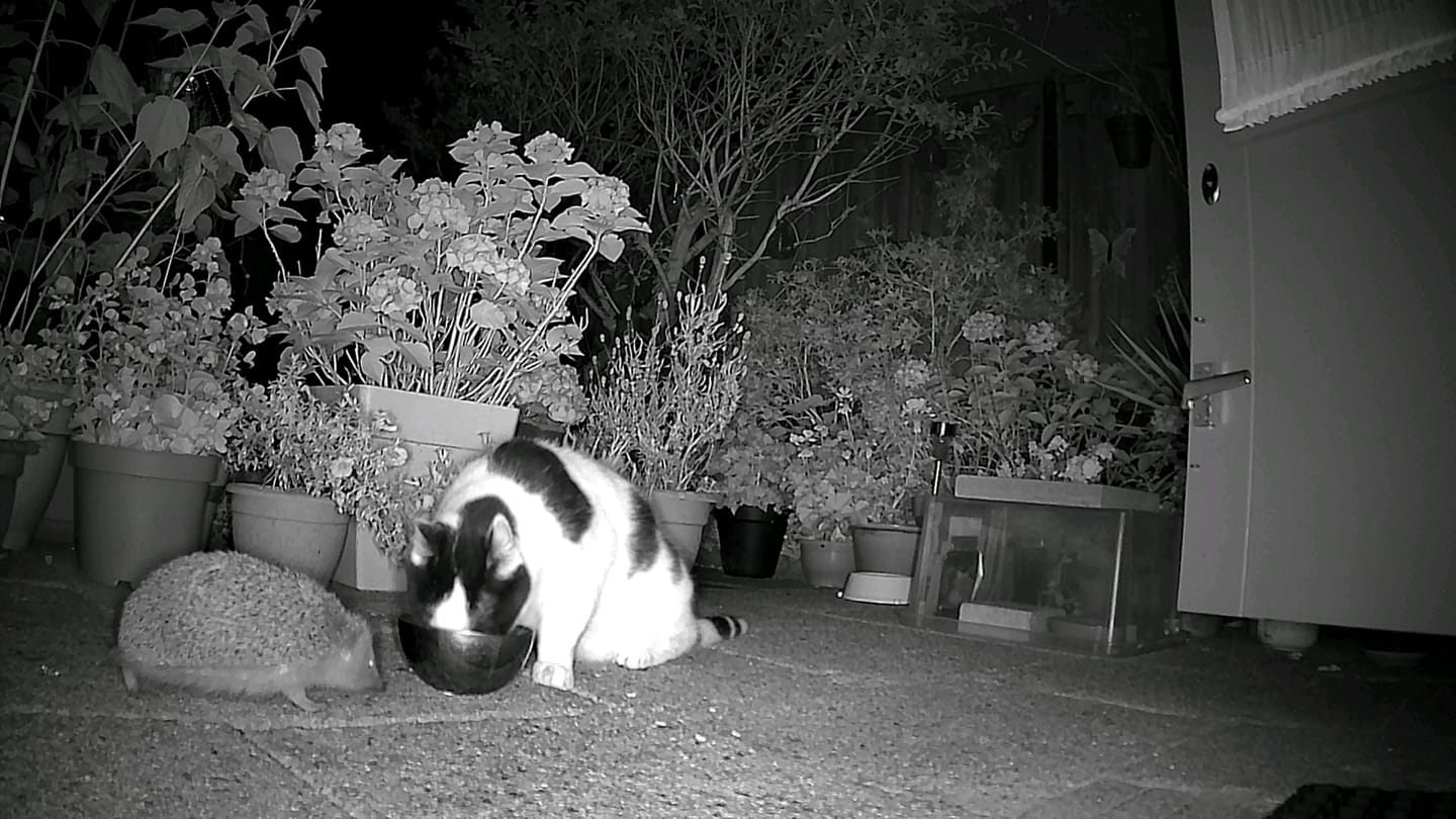 Customer photo review of Siltcon® Wildcamera Nachtzicht en wifi 4K